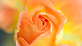 Yellow rose macro autumn fire - a yellow rose free wallpaper