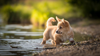 Small dog water fish outdoors - mouth free wallpaper
