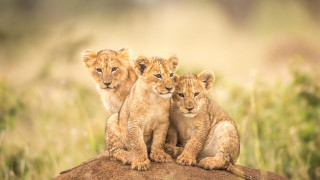 Three young lions rock field - a rock in a field of grass free wallpaper