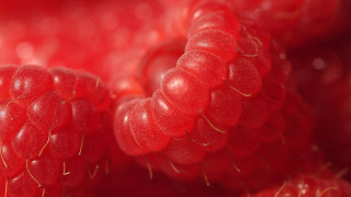 Raspberries macro photorealism blood red - a close up of a bunch free wallpaper