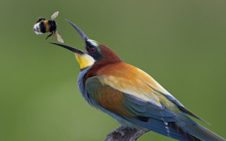 Colorful bird bug mouth branch - a bug free wallpaper