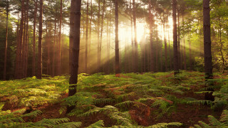 Forest ferns light beams david - forest free wallpaper