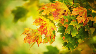 Tree leaves autumn blurry fire - a close up of a tree free wallpaper