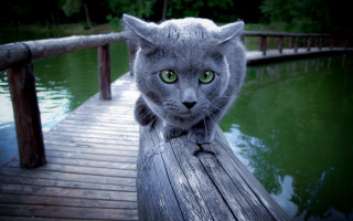 Cat dock water trees bridge 2 - optical free wallpaper