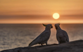 Birds rock ocean sunset romantic - a rock near the ocean free wallpaper