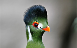 Green bird red eye black 2 - a green bird free wallpaper
