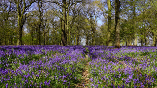 Purple flowers path woods trees - a path free wallpaper
