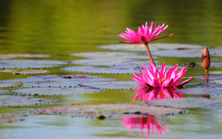 Pink flower pond lilies tranquil - impressionist free wallpaper