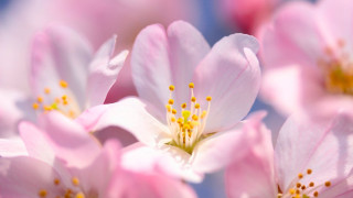 Pink flowers yellow stamens blue 2 - a close up of a bunch free wallpaper