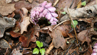 Small purple flower woods sunny - leaf and grass free wallpaper