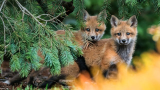 Foxes woods primitivism wildlife puzzle - primitivism free wallpaper