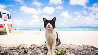 Cat rock beach van people - person free wallpaper for desktop