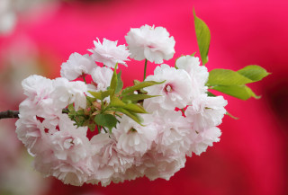 Flower branch pink background macro - a close up of a flower free wallpaper