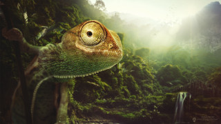 Chameleon forest waterfall bird light 2 - chris labrooy free wallpaper