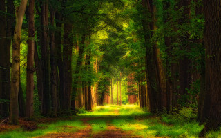 Dirt road forest path green - green foliage free wallpaper