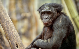 Monkey forest bamboo portrait animal - alex petruk ape free wallpaper