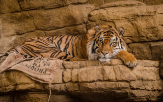 Tiger rock wall blanket sign - a rock wall free wallpaper