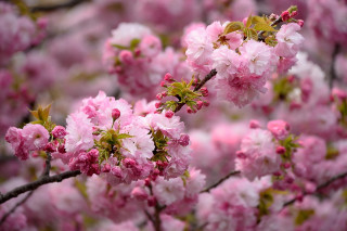 Pink sakura flower tree miku - chang daichien free wallpaper