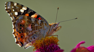 Butterfly flower pink macro realistic - free nature wallpaper