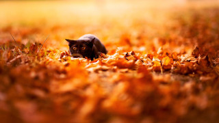Autumn cat leaves grass trees - autumn time free wallpaper