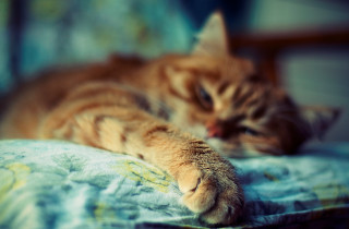 Cat bed pillow closed eyes - canon 5 0 mm free wallpaper