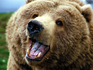 Brown bear open mouth teeth - mouth free wallpaper