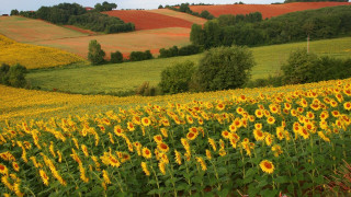 Sunflower field autumn leaves nature - a hill in the background and trees free wallpaper