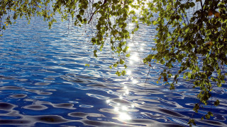 Tree branch water sunlight tranquil - impressionist free wallpaper