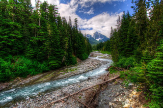 River forest rocks evergreens mountain - river free wallpaper