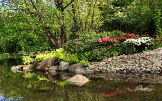Peaceful pond flowers rocks forest - a pond free wallpaper