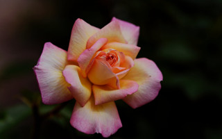 Pink yellow rose green blurry - a green background and a blurry background behind free wallpaper
