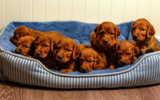 Puppies bed wooden floor wall - private free wallpaper