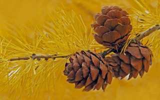 Pinecone branch yellow background leaves - a branch of a tree free wallpaper