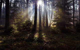 Forest sunshine trees leaves city - volumetric free wallpaper
