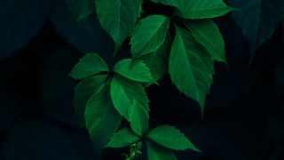 Green thin leaves dark background - thin free wallpaper