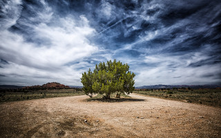 Lone tree desert cloudy sky - adobe lightroom free wallpaper