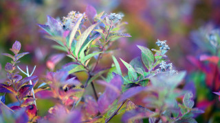 Purple flower bokeh mystical impressionist - a close up of a plant free wallpaper
