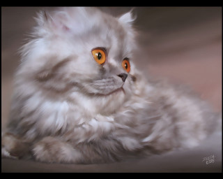 Orange eyed cat laying bed - a brown background free wallpaper