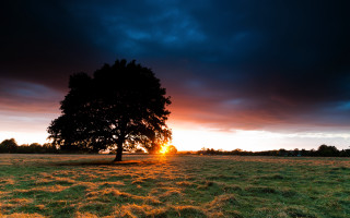 Tree sunset clouds field landscape - a dark sky free wallpaper