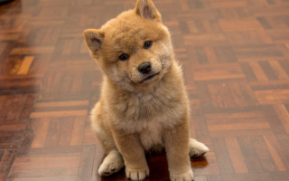 Small dog sad eyed wooden - chang daichien free wallpaper