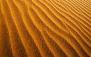 Desert sand dunes trees sunset - a desert free wallpaper
