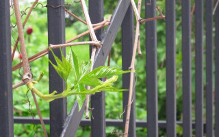 Green plant fence vines nature - a green plant free wallpaper