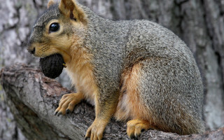 Squirrel eating cherry blossoms outdoors - a piece of food free wallpaper