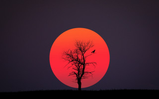 Red sky bird torii moon - a photo free wallpaper