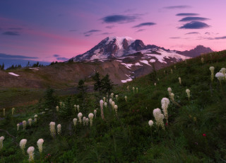 Mountain flower field sunset gradient - peak in the distance free wallpaper