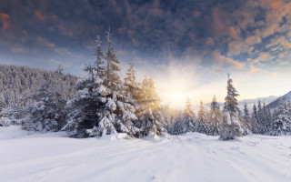 Snowy landscape trees sunset clouds 7 - a sunbeam in the foreground free wallpaper