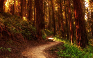 Forest path trees ferns sunset - both side of it free wallpaper