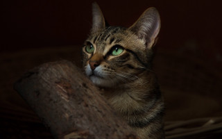 Cat green eyes sitting on - a dark background free wallpaper for desktop