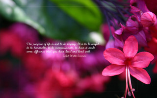 Pink flower quote on it - douglas robertson bisset free wallpaper