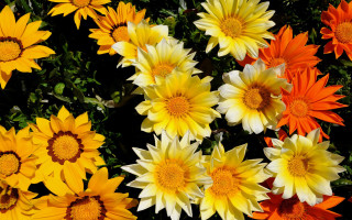 Yellow orange flower garden puzzle - green free wallpaper